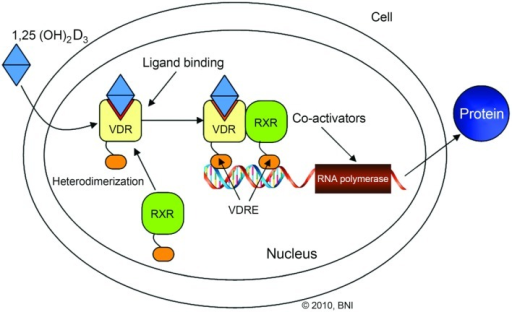 Vitamin D receptors